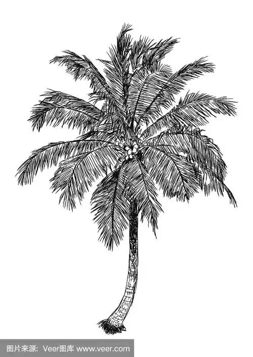 手绘的椰子树插图.棕榈树素描