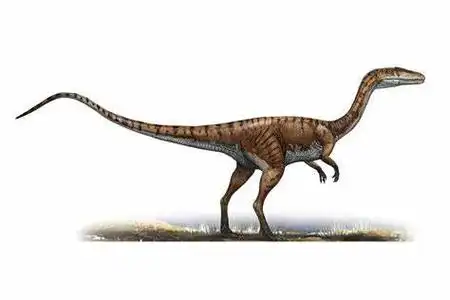 腔骨龙(coelophysis)是一种生活在侏罗纪早期的小型兽脚类恐龙.