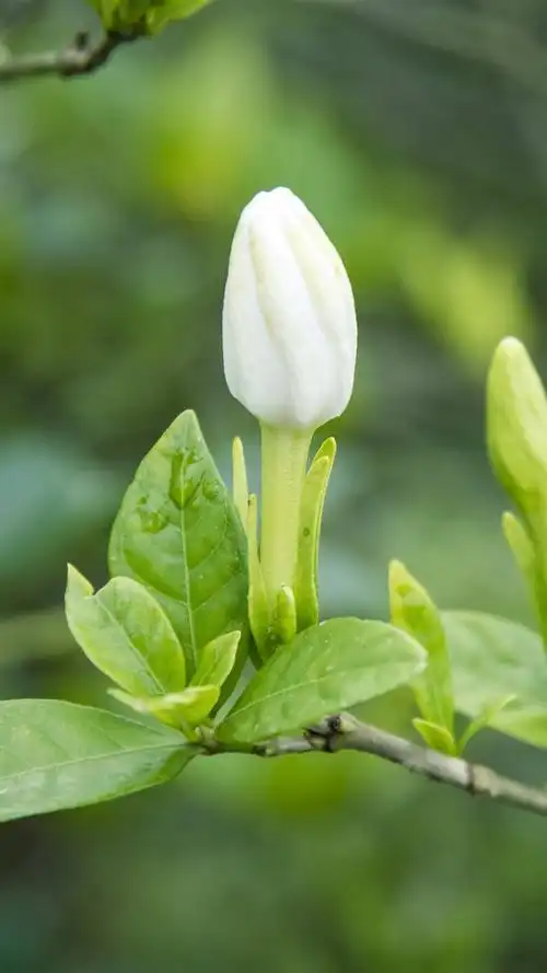 唯美清新栀子花