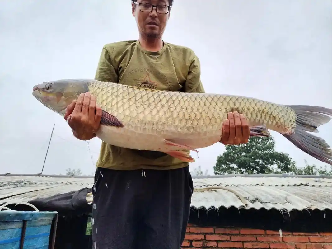 大草鱼20 .大鲤鱼20 .大白鲢10到20斤.好东西不常有 - 抖音