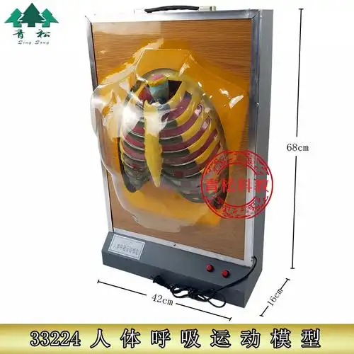 显示胸廓的前面观,打开电建可见与呼吸运动