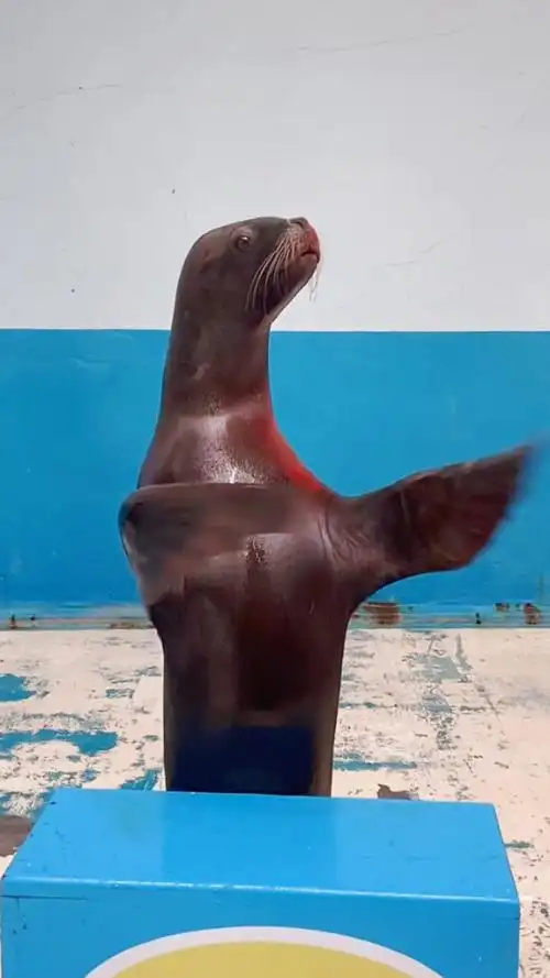 我们可爱的海狮宝宝 鼓掌欢迎大家的到来