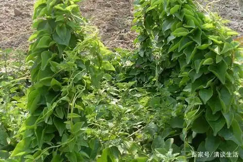 野菜"藤三七",不仅能吃,还可除风祛湿