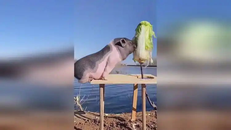 什么叫好白菜都让猪给拱了,眼前这一幕,就是活生生的例子!