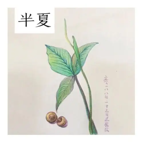 本草诗画系列半夏篇