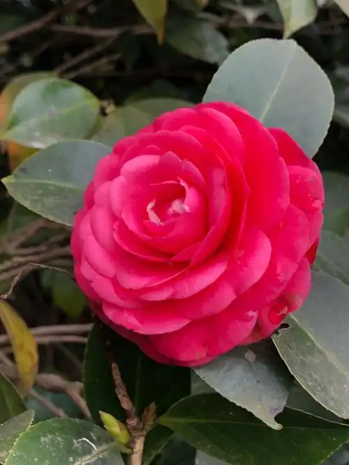 朋友的精品茶花园