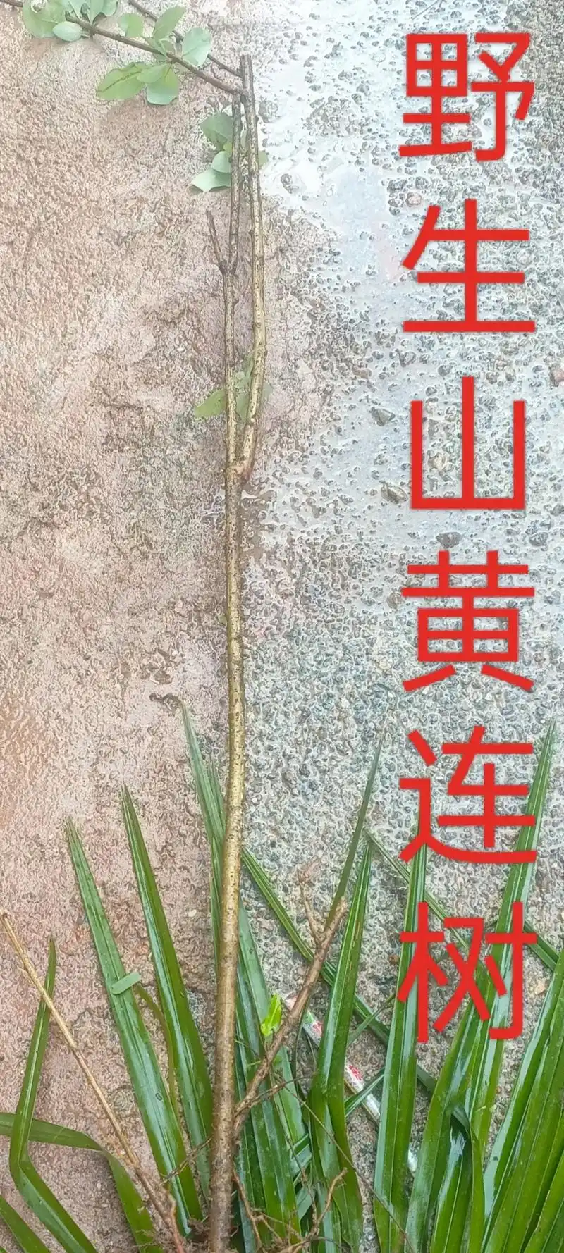 今下午到老家挖竹笋,看到一棵野生山黄连,#好东西一起分享给大 - 抖音