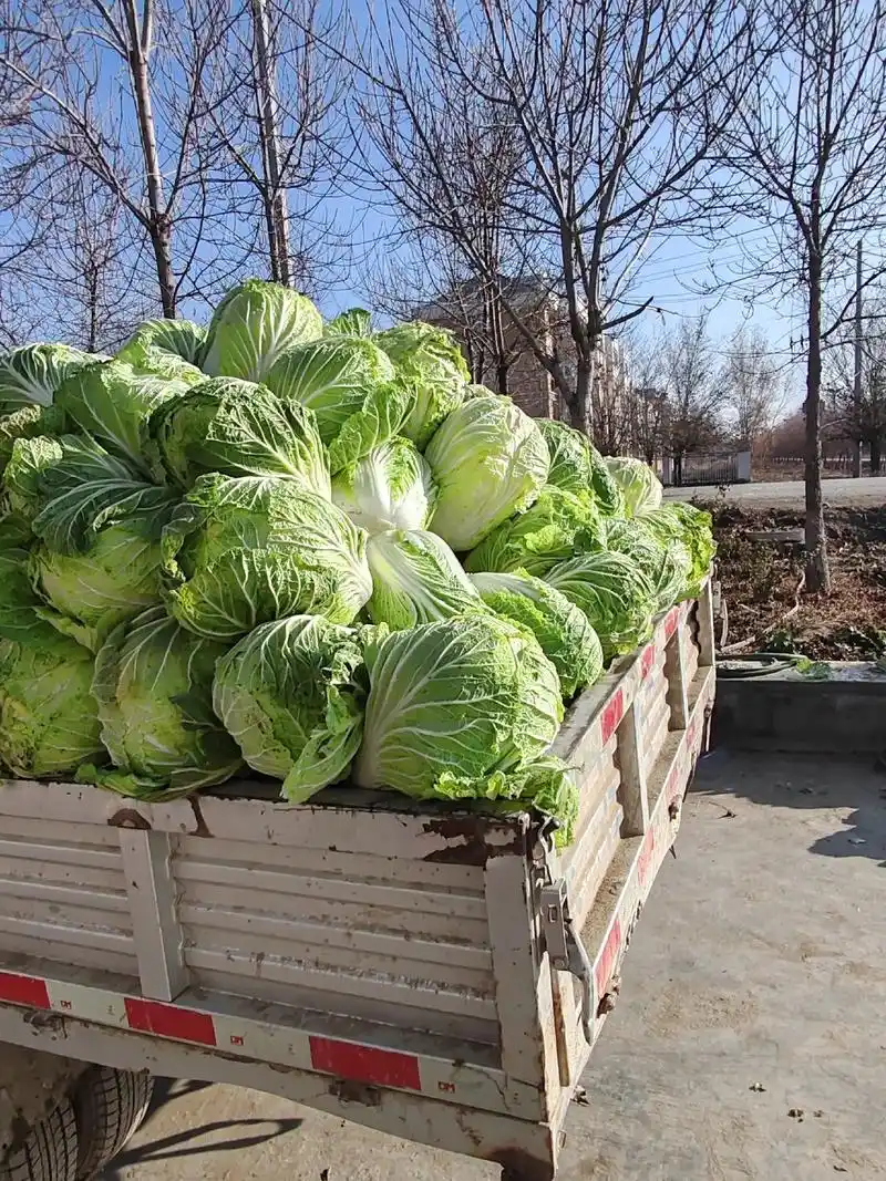 好吃的无筋大白菜🥬.