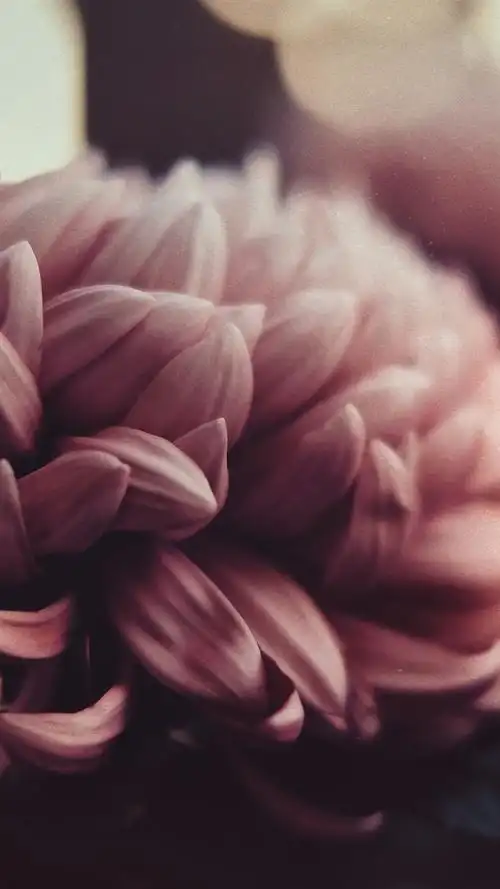 牡丹花,花瓣 iphone 壁纸