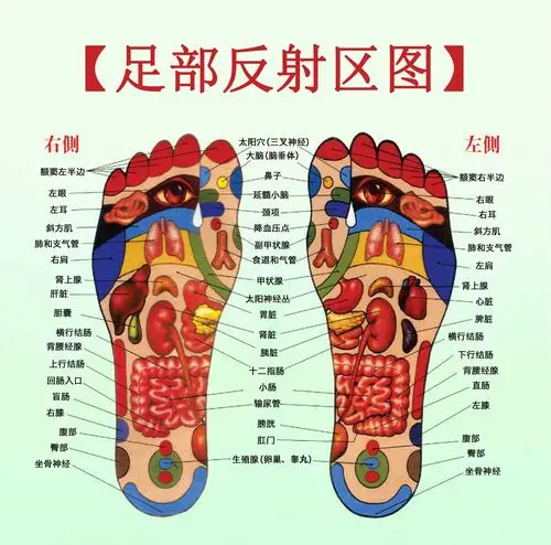 足部反射区图