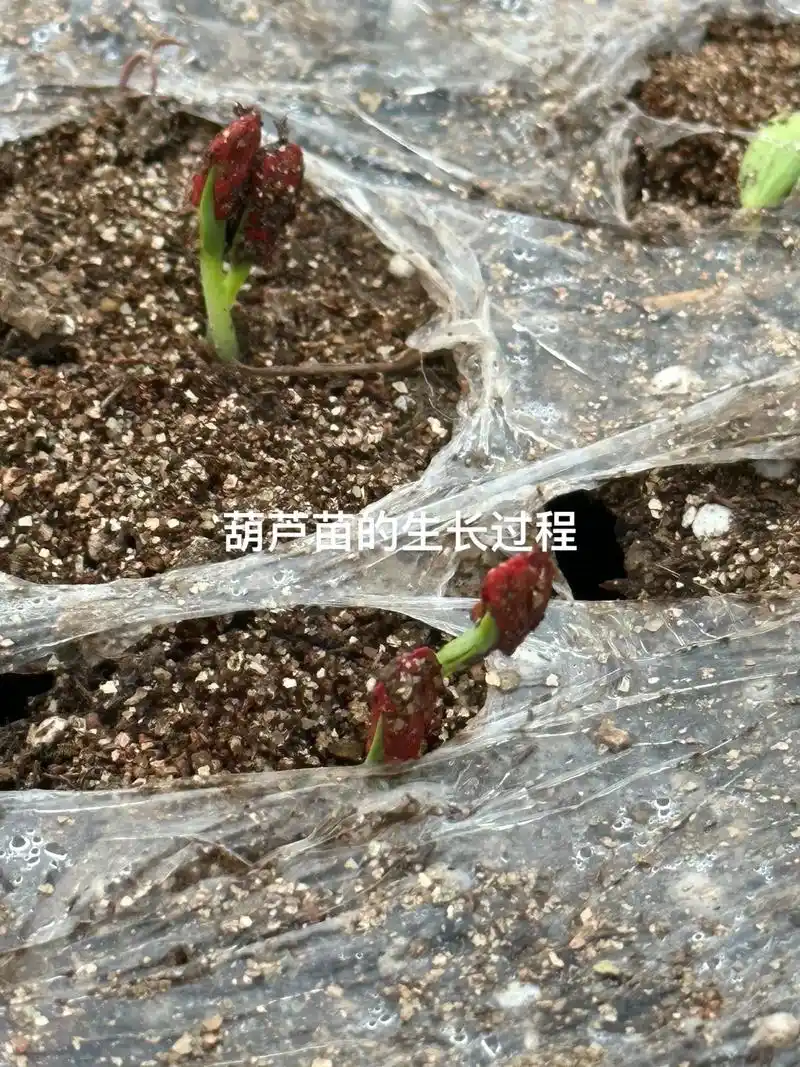感谢抖音平台助农为乐 葫芦苗的生长过程#愿用心耕耘的人都有 - 抖音