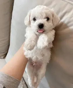 比熊幼犬宠物卷毛家养纯种小狗幼崽狗狗长不大小体茶杯