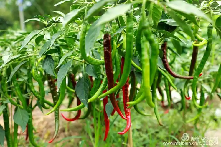 秋来菊花黄, 硕果挂枝旁, 娘托鸿雁传喜讯, 五谷丰登粮满仓