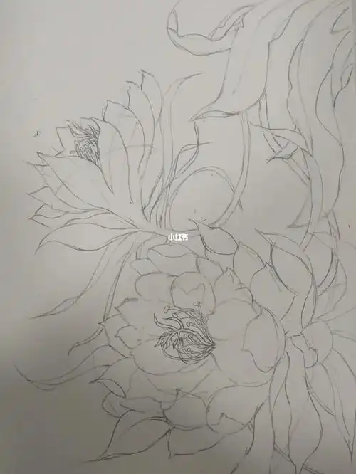 绘画小白临摹day3/昙花