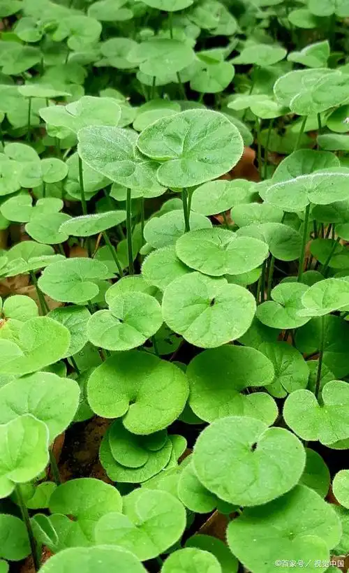 了解金钱草植物:它的生长环境,品种和护理技巧