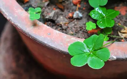 电脑桌面四叶草壁纸