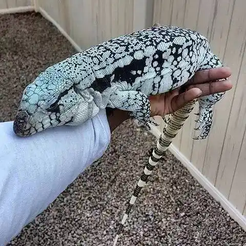 【附录二61蓝泰加】我连我到底叫什么学名都不知