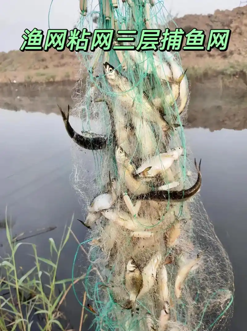 渔网粘网三层捕鱼网是一种广泛使用的捕鱼工具,具有独特的结构和特点