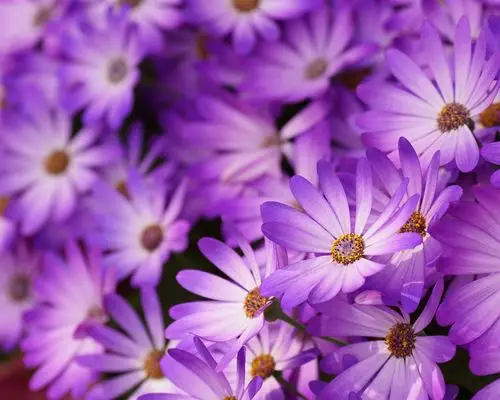 紫色的雏菊,花瓣,鲜花,微距摄影 壁纸 - 1280x1024