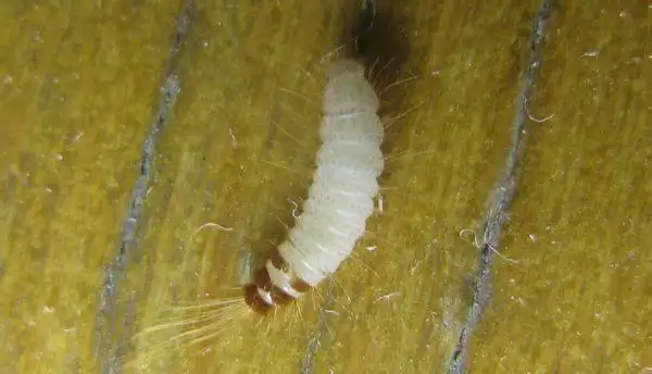 跪求这是什么虫子