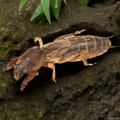 活体虫野外采集蝼蛄虫土狗虫土狗仔画眉鸟食钓鱼虫梧鼠蝼蝈天蝼虫