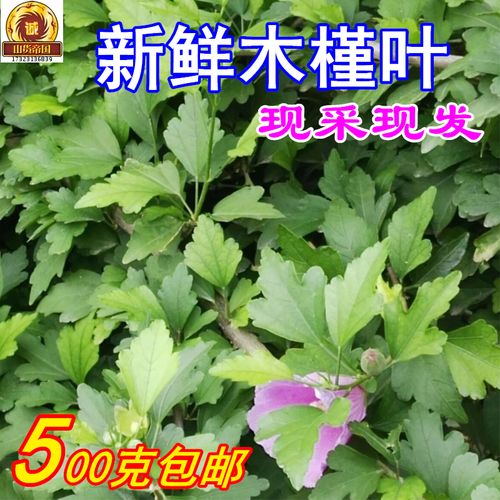 新鲜木槿叶 天然植物洗发现采木槿叶子500g包邮 护发洗发自然乌发