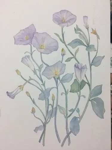 水彩牵牛花绘画过程