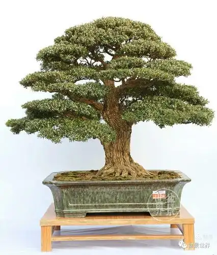 值得收藏的一百盆黄杨