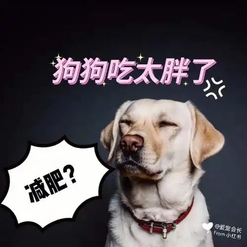 修勾儿吃太胖了怎么办