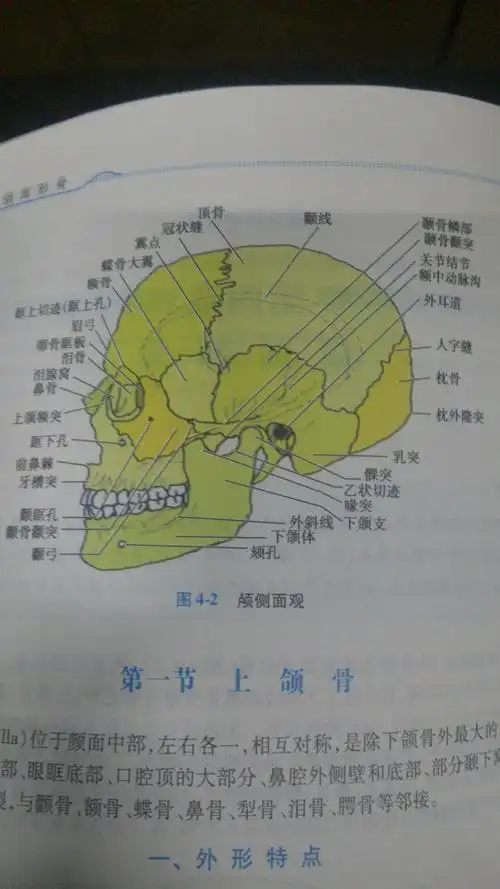 「腭,颚,颔,颌,颏」这几个字在医学上对应的部位分别是什么?