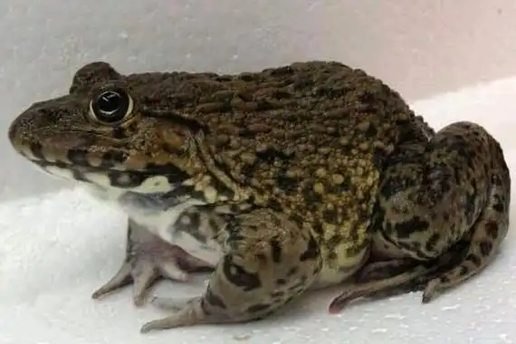 田鸡是青蛙吗田鸡与青蛙的区别田鸡功效与作用