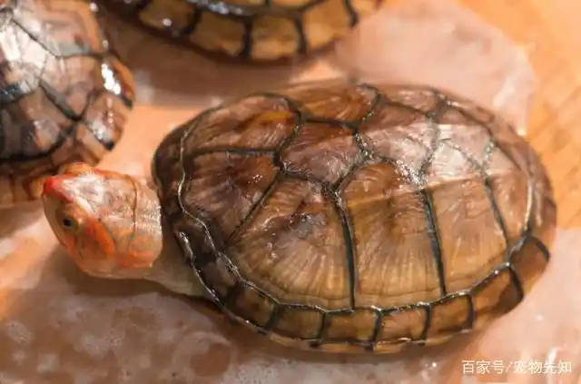 蝎泽龟为何没人养?