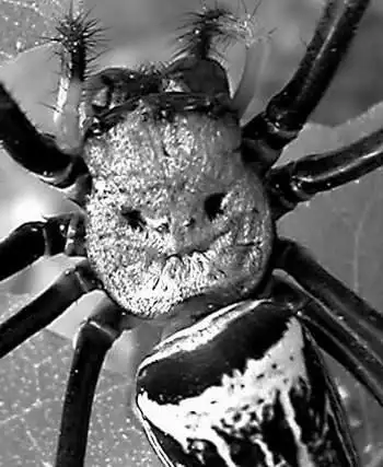 鬼吹灯里的人面蜘蛛