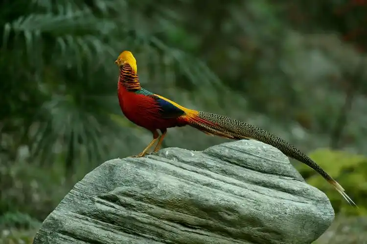 红腹锦鸡【首发】