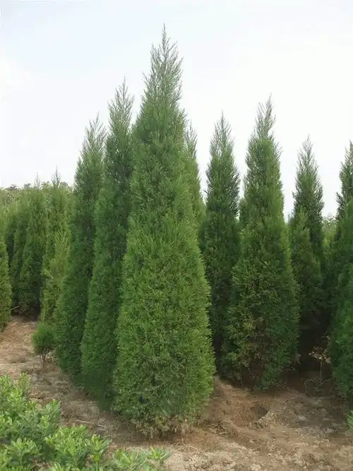 塔柏苗柏树塔柏塔柏松1米2米3米4米塔柏圆柏苗塔柏树苗