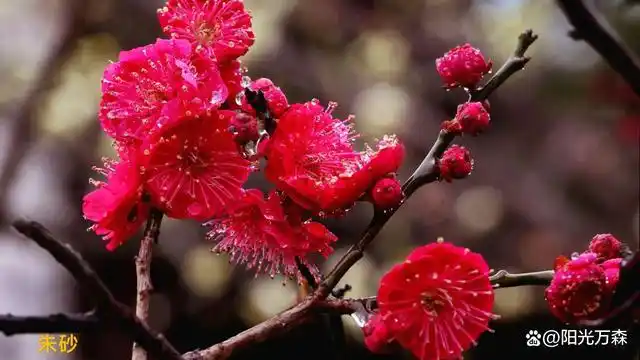 梅花:二十八个品种图文详解