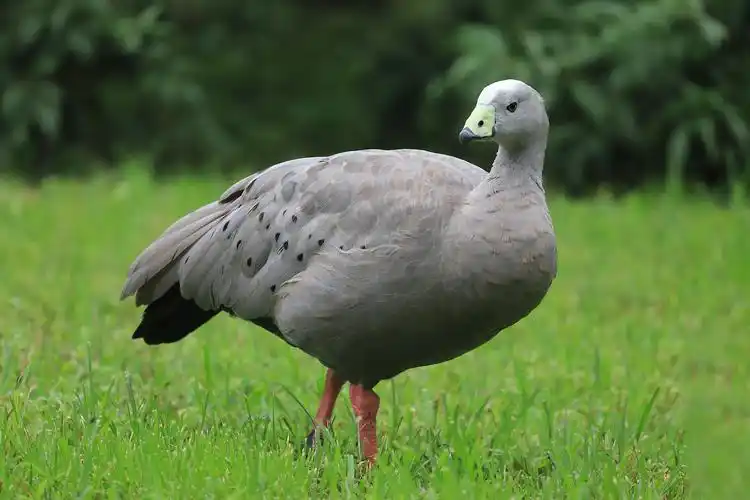 cereopsis novaehollandiae