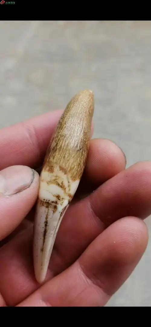 03超级漂亮辟邪至尊清代虎牙而且是上牙