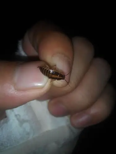 家里出现了很多这样的小虫子 不知道是什么虫子喷杀虫剂也不行.