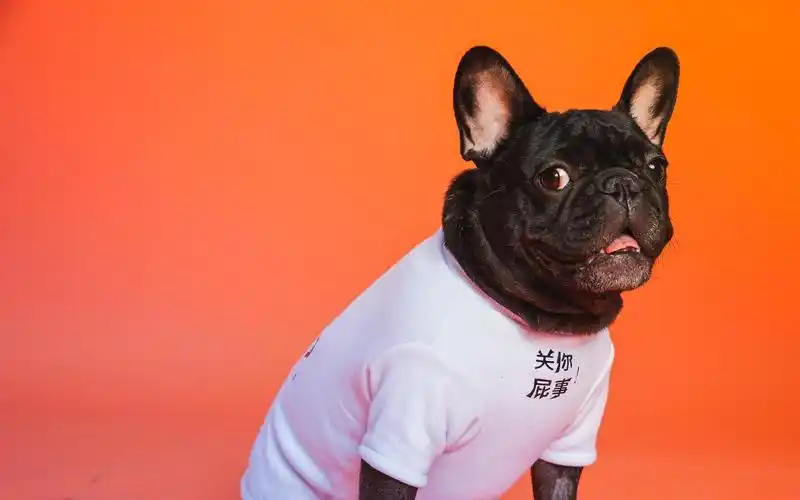 电脑壁纸 动物 超级可爱调皮的法国斗牛犬