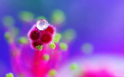 夏日清晨植物上的露珠壁纸(上)-花卉壁纸-高清花卉图片-第5图-娟娟