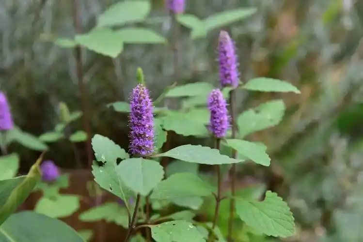 吉龙草 (图:上官法智)