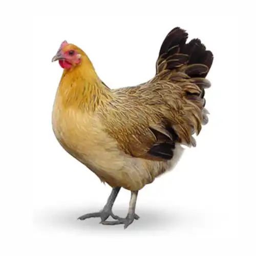 广西上林农家林间散养黑脚土鸡 走地鸡 月子鸡88元/只 活鸡批发