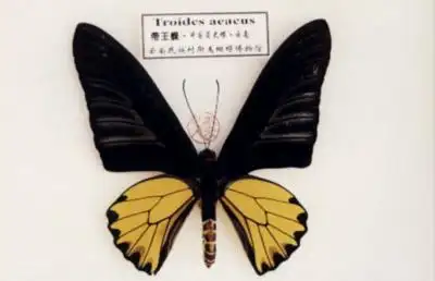 2016-2021年中国陶瓷蝶阀行业市场发展现状研究及投资战略咨询报告