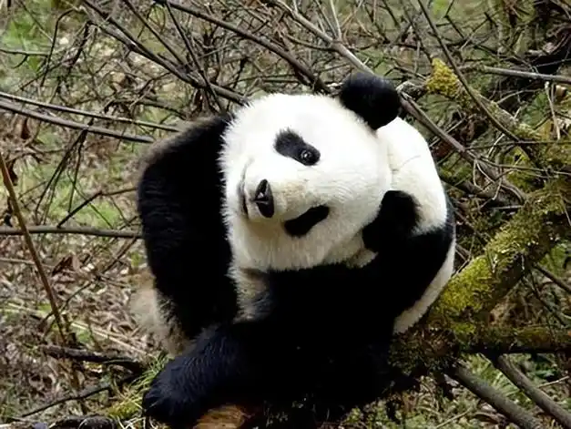 熊猫数量稀少,大熊猫保护的关键策略是什么?|野化|保护区|濒危物种|受