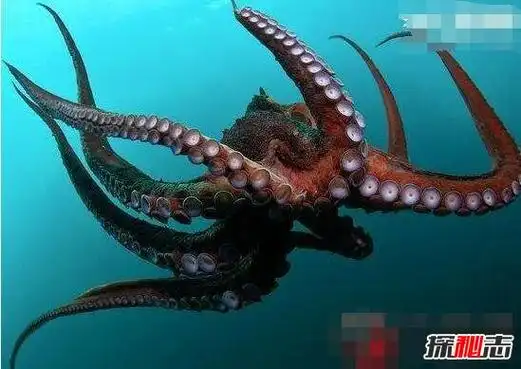 一亿年后出现的新物种,沼泽章鱼(没有水依旧存活)