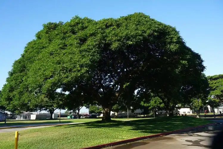 夏威夷的各种各样的大树们太爱了