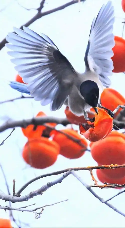 双语每日壁纸丨喜鹊啄食