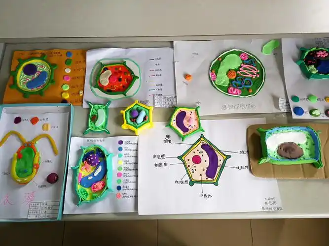 【城东中学生物科组市级课题之学生实践活动】细胞模型设计与制作大赛