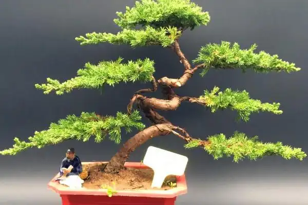地柏盆景的养殖方法和注意事项